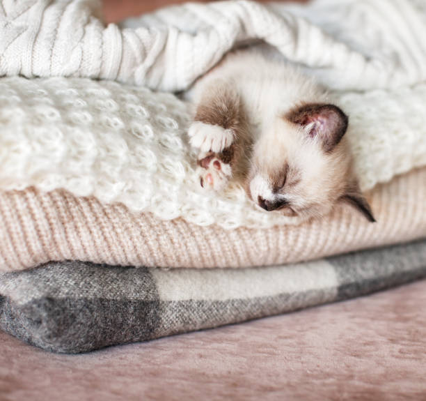 istock Cat relaxing on knitted plaid 1358749425