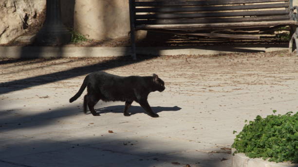 Black cat walking in the garden