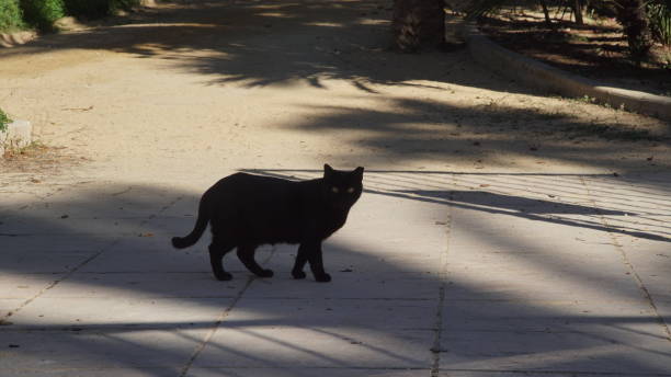 istock Black cat walking in the garden 1358749547