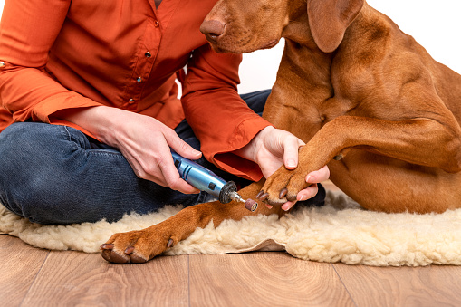 Dog nails grinding. Woman using a dremel to shorten dogs nails. Pet owner dremeling nails on vizsla dog.