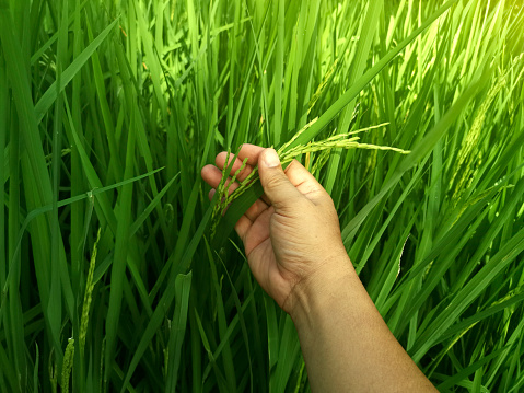 The hands of men in the rice field