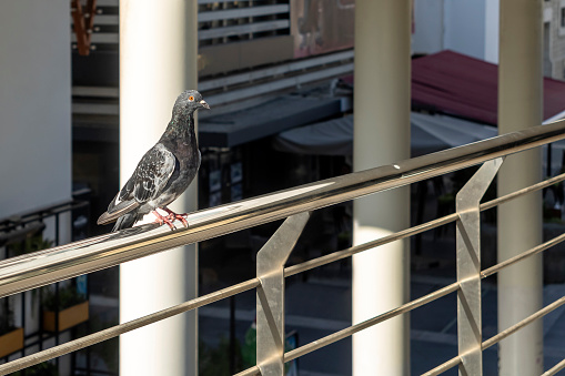 Close-up of pigeon perching on metal balcony railings