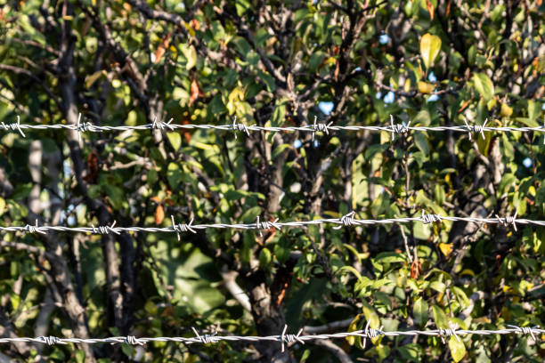 Close-up of barbed wire in front of blurred trees