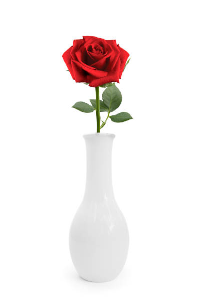 red roses into vase on white background - valentine imagens e fotografias de stock