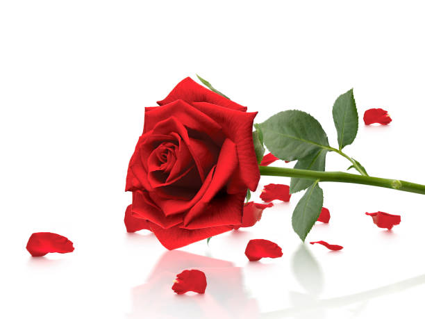 istock Red roses and rose petals on white background,Valentines day concept 1358752887