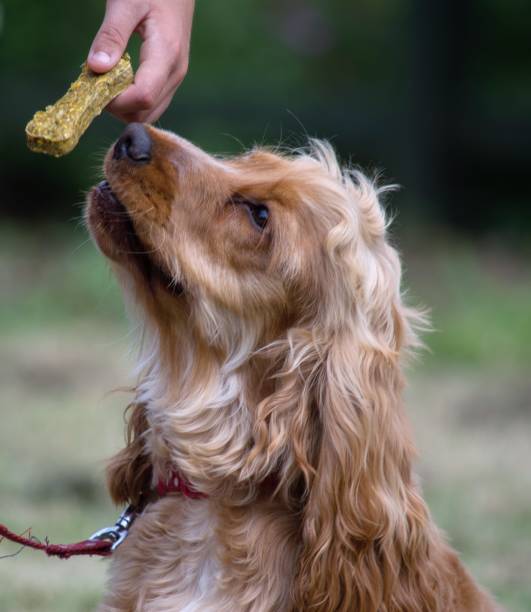 istock spaniel dog receiving treat 1358754144