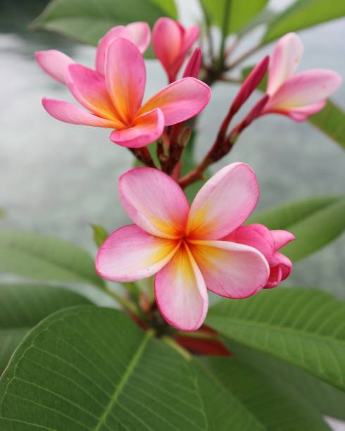 istock Frangipani or Plumeria flower in the yard 1358754503