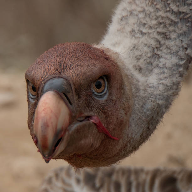Two griffon vulture close up during eating a cow ribs