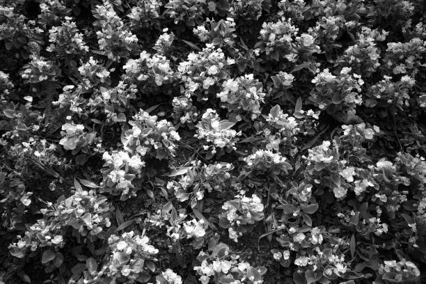 istock Black & white planted flowers at city park texture 1358754810