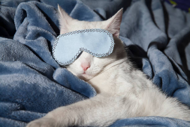 Beautiful white cat sleeps in a mask on a plush blanket stock photo