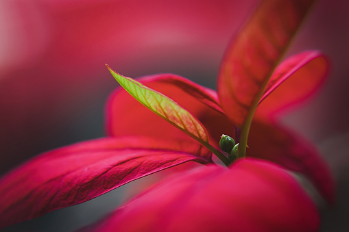 A close up detail of Poinsettia plant called Christmas plant, Christmas star. Shallow depth of field.