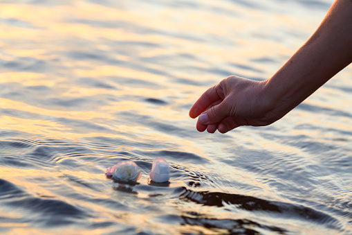 Hand of a woman releasing roses into sea or river to remember a loved one.