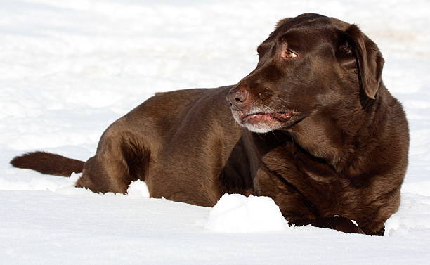 average lifespan of a labrador