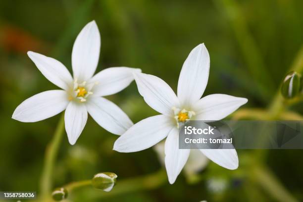 Star Of Bethlehem Flower Closeup Stock Photo - Download Image Now - Beauty, Beauty In Nature, Bethlehem - West Bank