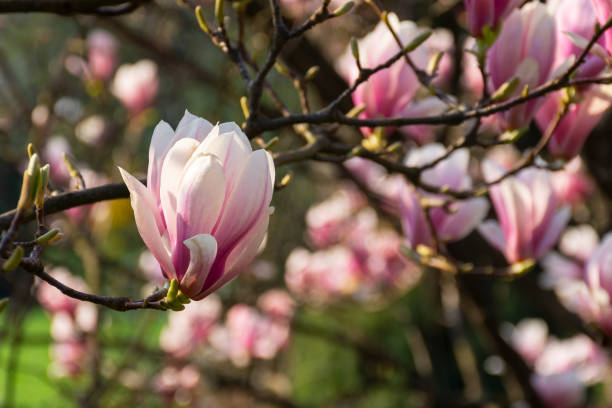 istock beautiful magnolia tree blossom in summer 1358758405