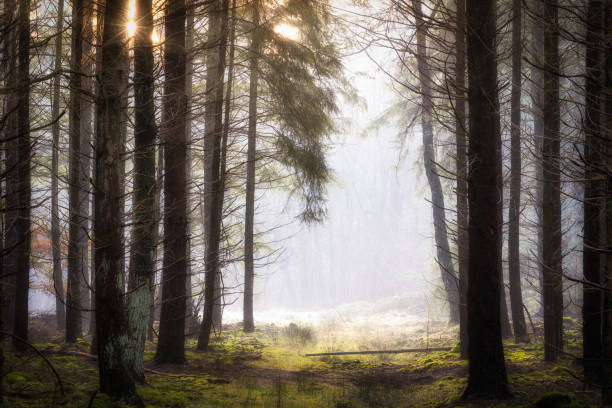 istock A foggy path in the forest 1358758705