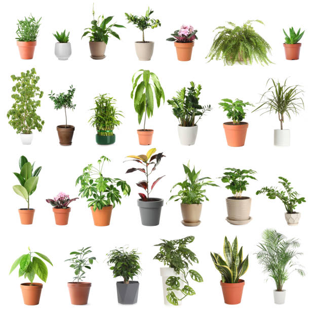 istock Set of different houseplants in flower pots on white background 1358759728