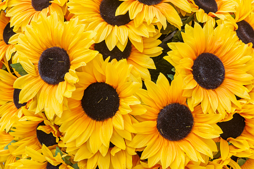 Close up of put together flowers of sunflowers