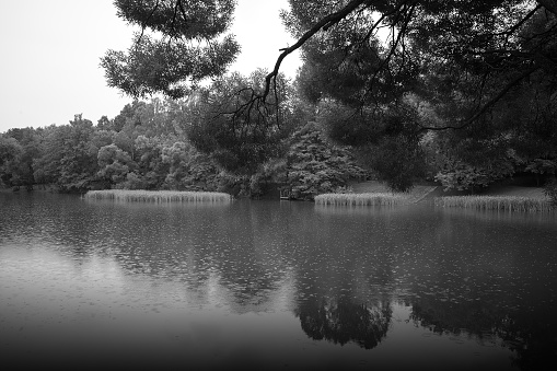 Park pond during rain landscape background