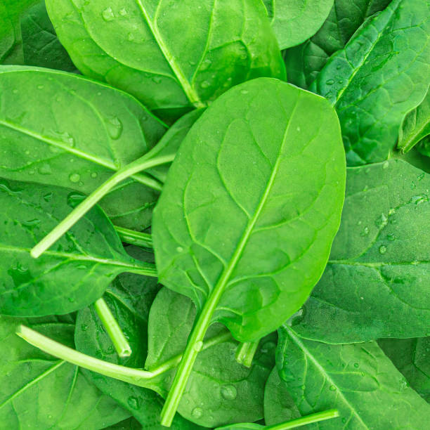istock Spinach leaves textured background. Fresh baby Spinach Top view. 