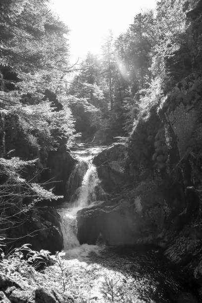 istock mountain stream tumbles over two waterfalls through the forest in black and white, 1358761322