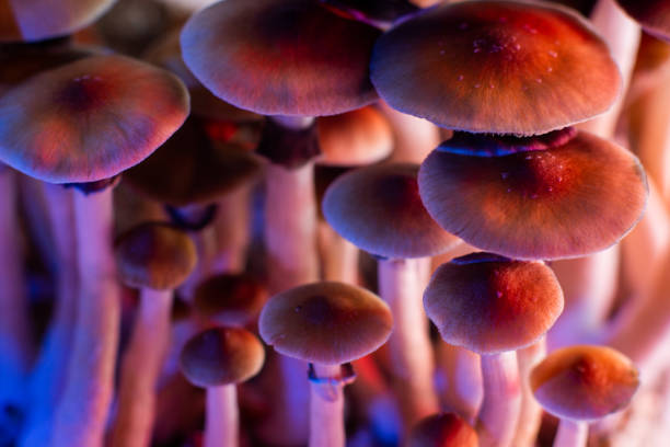 シロシベ・キューブンシスキャップマジックマッシュルーム - magic mushroom psychedelic mushroom fungus ストックフォトと画像