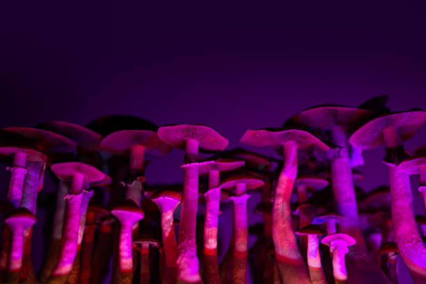 hallucinogenic mushrooms psilocybe stock photo