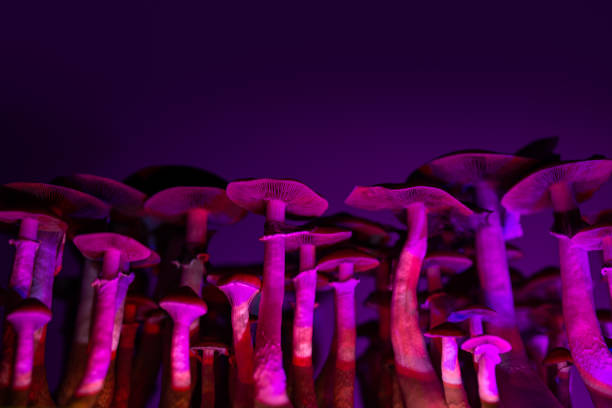 hallucinogenic mushrooms psilocybe - magic mushroom imagens e fotografias de stock