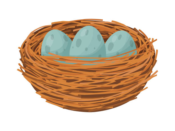 птичье гнездо. гнездо с яйцами и ветвями, изолированными на белом фоне. - birdhouse animal nest bird tree stock illustrations