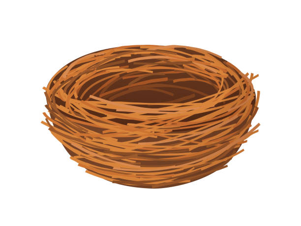 vogelnest. leeres nest mit isolierten zweigen auf weißem hintergrund. - young bird stock-grafiken, -clipart, -cartoons und -symbole