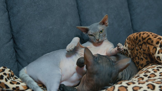 Two Sphynx cats lying down on the couch and looking at each other