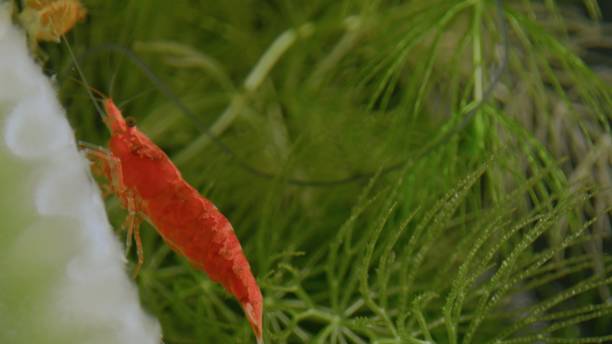 istock Red shrimp between green plants in water walking on leaf 1358763332