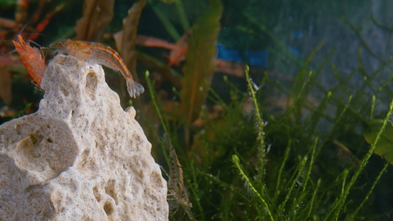 Three shrimps on stone in water
