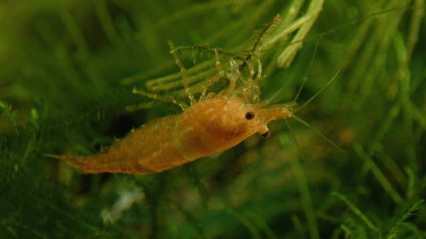 istock Orange shrimp between green plants in water 1358763432