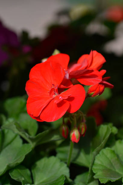 istock Horse-shoe pelargonium 1358765147
