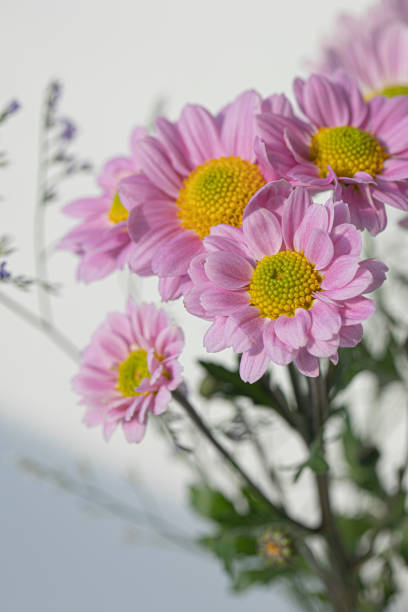 istock Delicate pink small chrysanthemum, Fall-blooming flowers. 1358765242