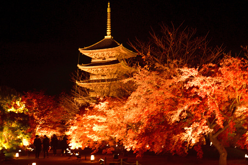 Kyoto, Japan-November 26, 2021:\nFive-storied pagoda of Toji Temple and autumn leaf color, illuminatedocated in the southern section of Kyoto. \nToji Temple was founded in 796, two years after the capital was transferred to Kyoto. Toji Temple (literally means \