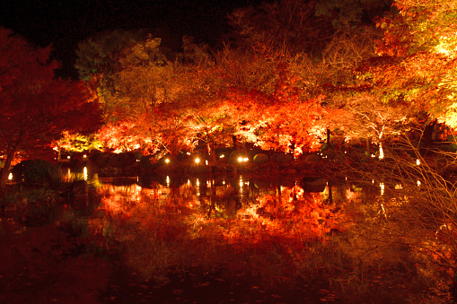 Kyoto, Japan-November 26, 2021:\nFive-storied pagoda of Toji Temple and autumn leaf color, illuminatedocated in the southern section of Kyoto. \nToji Temple was founded in 796, two years after the capital was transferred to Kyoto. Toji Temple (literally means \