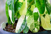 philodendron-burle-marx-bunt-im-schwarzen-topf.jpg?b=1&s=170x170&k=20&c=Zzcrcco32XsXwYig9YQpP-ONwsslFlGACJohCaNT49k=
