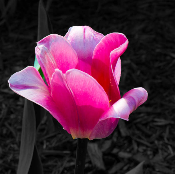 istock Spring Flowers-Tulips-Pink-Kokomo Indiana 1358766772