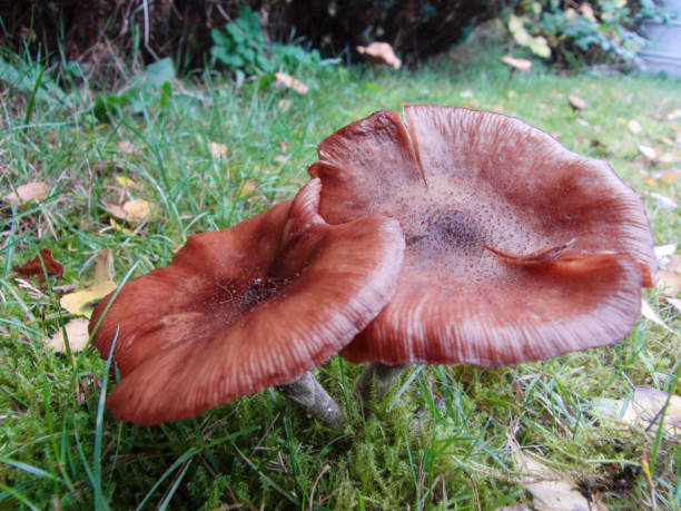 istock mushroom in the meadow 1358769442