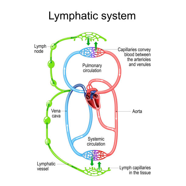 lymphzirkulationssystem. teile des immun- und kreislaufsystems. - kapillare stock-grafiken, -clipart, -cartoons und -symbole