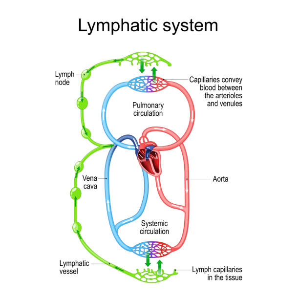 ilustrações, clipart, desenhos animados e ícones de sistema de circulação linfática. partes do sistema imunológico e circulatório. - capillary