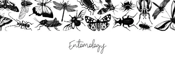 Vector illustration of Vector insects banner