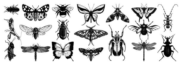 Vector insects collection Hand-sketched insects collection. Hand drawn beetles, bugs, butterflies, dragonfly, cicada, moths, bee set in vintage style. Entomological vector drawings ground beetle stock illustrations