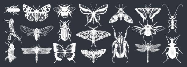 Vector insects collection Hand-sketched insects collection on chalkboard. Hand drawn beetles, bugs, butterflies, dragonfly, cicada, moths, bee set in vintage style. Entomological vector drawings ground beetle stock illustrations