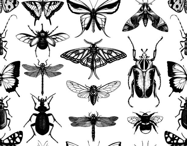 Seamless insects pattern Seamless pattern with hand-sketched insects. Hand drawn beetles, bugs, butterflies, dragonfly, cicada, moths, bee illustrations. Vintage style backdrop. Entomological vector background ground beetle stock illustrations