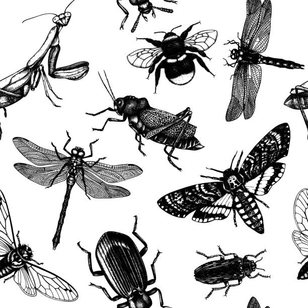 Seamless insects pattern Vector background with high detailed insects sketches. Hand drawn butterflies, beetles, dragonfly, cicada, bumblebee, grasshopper, mantis illustrations. Entomological seamless pattern praying mantis stock illustrations