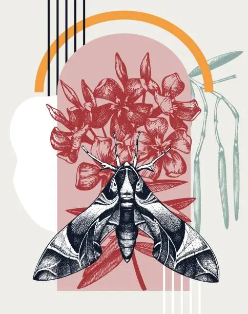 Vector illustration of Oleander hawk moth collage