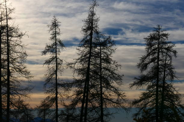 istock Larches in winter, Valberg, Alpes-Maritimes 1358771860